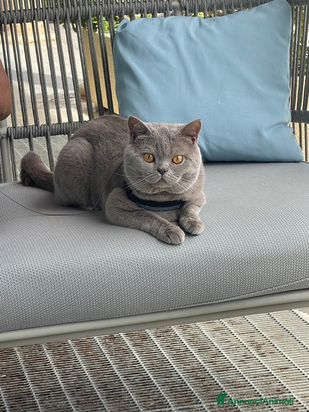 British gatti per accoppiamento: British short hair a Città Metropolitana di Torino - Annuncio 7