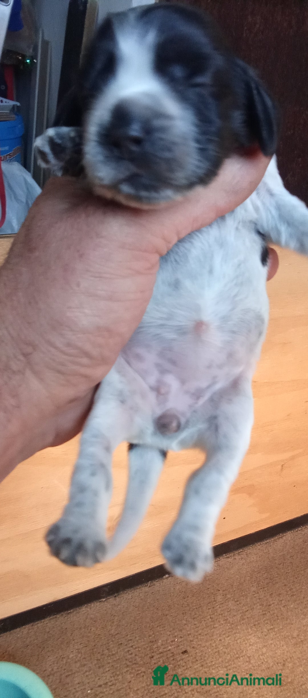 Cocker cani in vendita: Cuccioli di cocker spaniel  - Annuncio 8