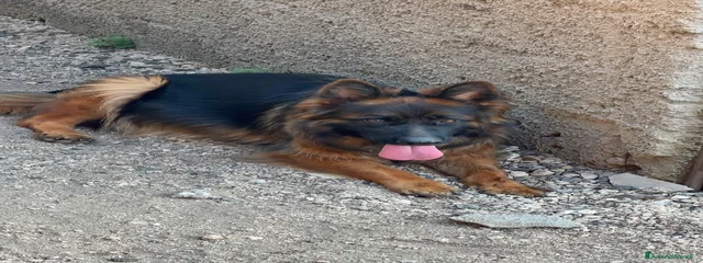 Bella