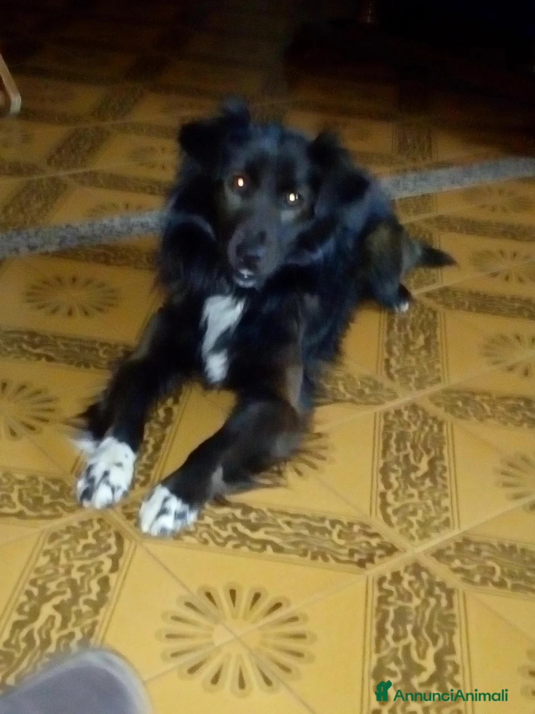 Meticcio cani in regalo: Meticcio - Annuncio 3