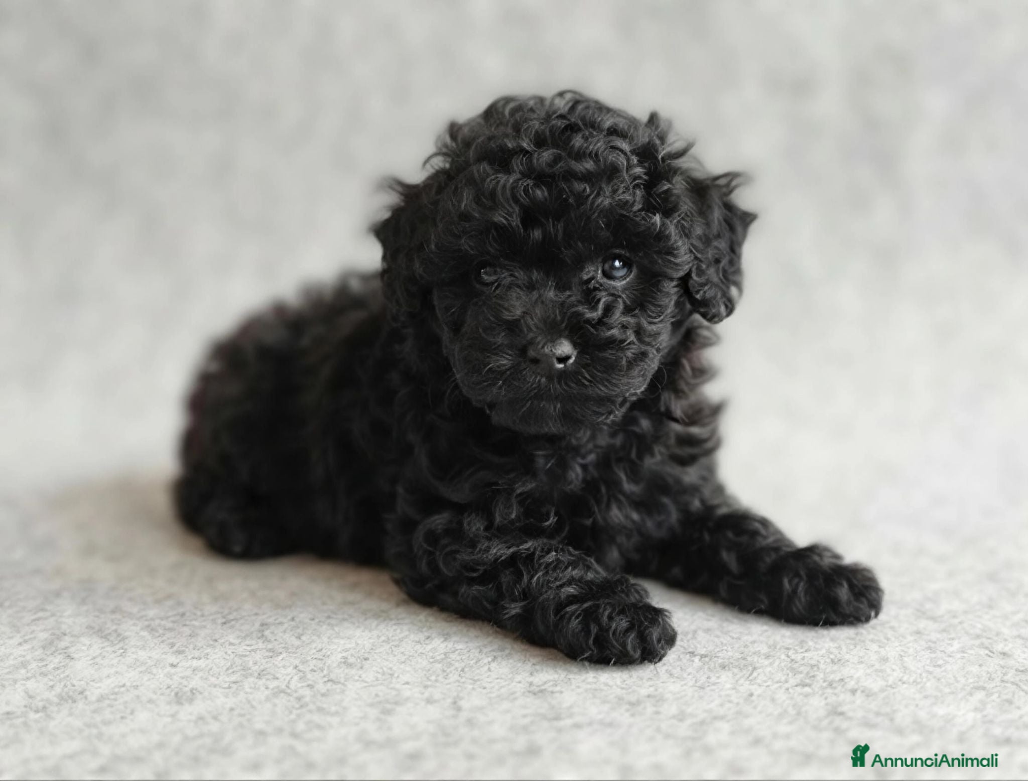 Barboncino cani Barboncino nero nano cuccioli  - Annuncio 1