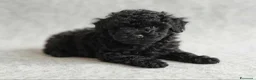 Barboncino cani in vendita: Barboncino nero nano cuccioli  a Provincia di Pistoia - Annuncio 1