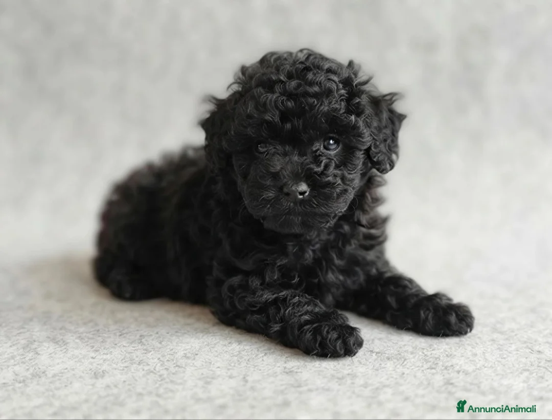 Barboncino cani in vendita: Barboncino nero nano cuccioli  a Provincia di Pistoia - Annuncio 1