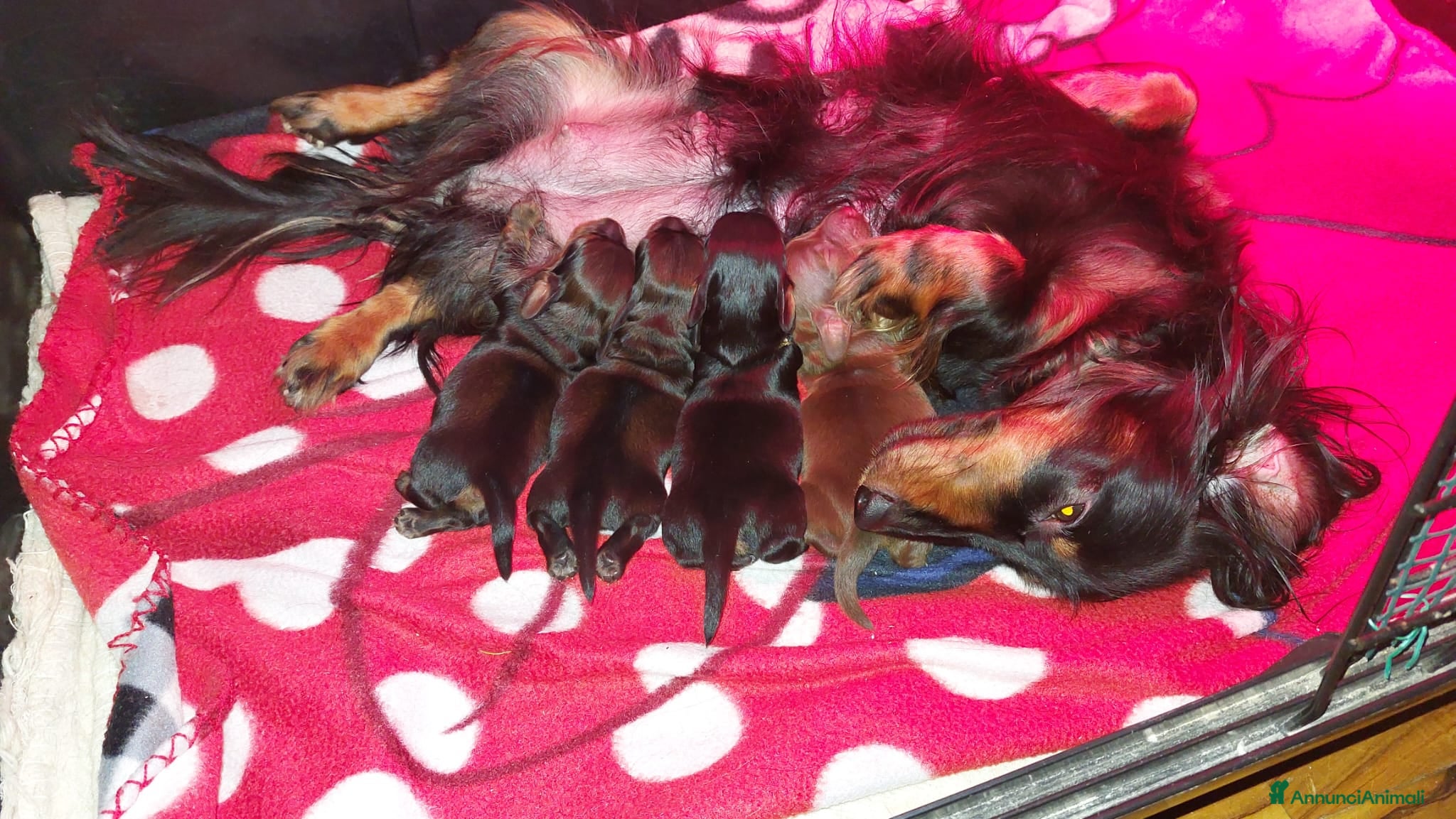 Bassotto cani cuccioli bassotto nano a pelo lungo - Annuncio 2