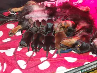 Bassotto cani cuccioli bassotto nano a pelo lungo - Annuncio 5