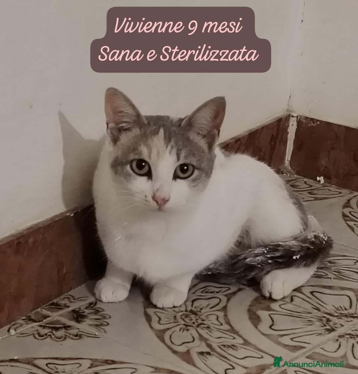 Europeo gatti Tanti gattini desiderosi di trovare casa  - Annuncio 1