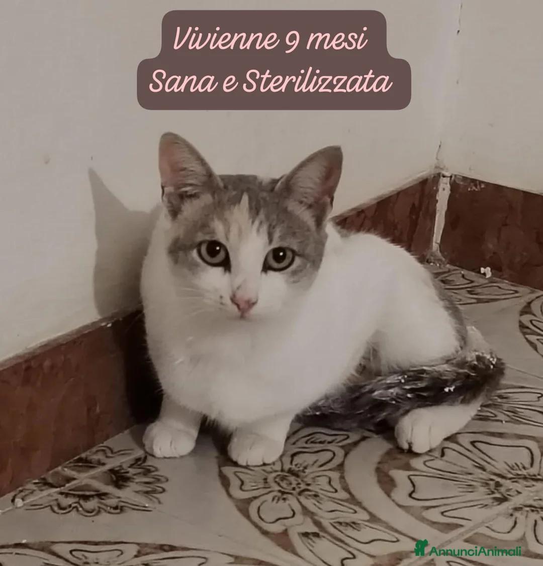 Europeo gatti in regalo: Tanti gattini desiderosi di trovare casa  - Annuncio 1