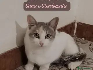 Europeo gatti Tanti gattini desiderosi di trovare casa - Annuncio 1