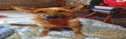 Pastore Tedesco cani in regalo: Bella 6anni Pastore Ted. nn può tornare in canile - Annuncio 3