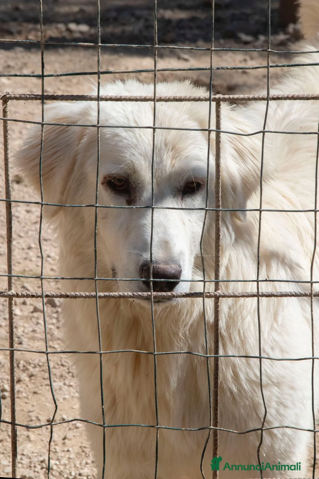 Meticcio cani in regalo: APRIAMO QUEL BOX : IL TENERO LUCKY a Città metropolitana di Roma Capitale - Annuncio 1