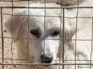 Meticcio cani APRIAMO QUEL BOX : IL TENERO LUCKY a Città metropolitana di Roma Capitale - Annuncio 14