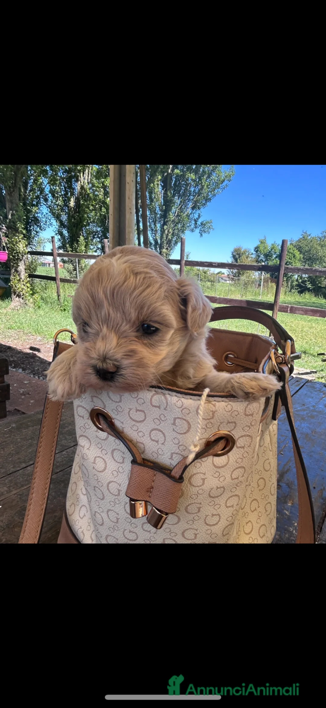 Maltipoo cani in vendita: Maltipoo a Città Metropolitana di Bologna - Annuncio 1