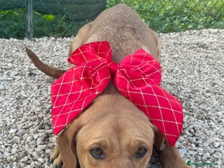 Meticcio cani LA BELLA AMERICA - Annuncio 1