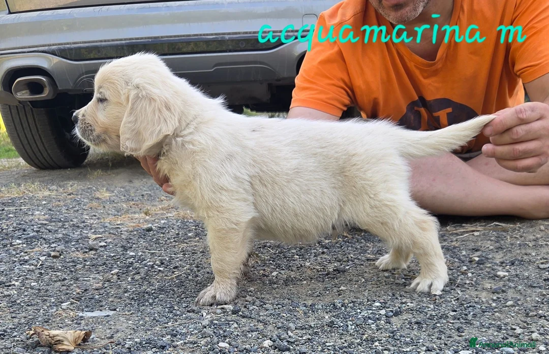 Golden Retriever cani in vendita: Disponibili cuccioli golden retriever - Annuncio 7