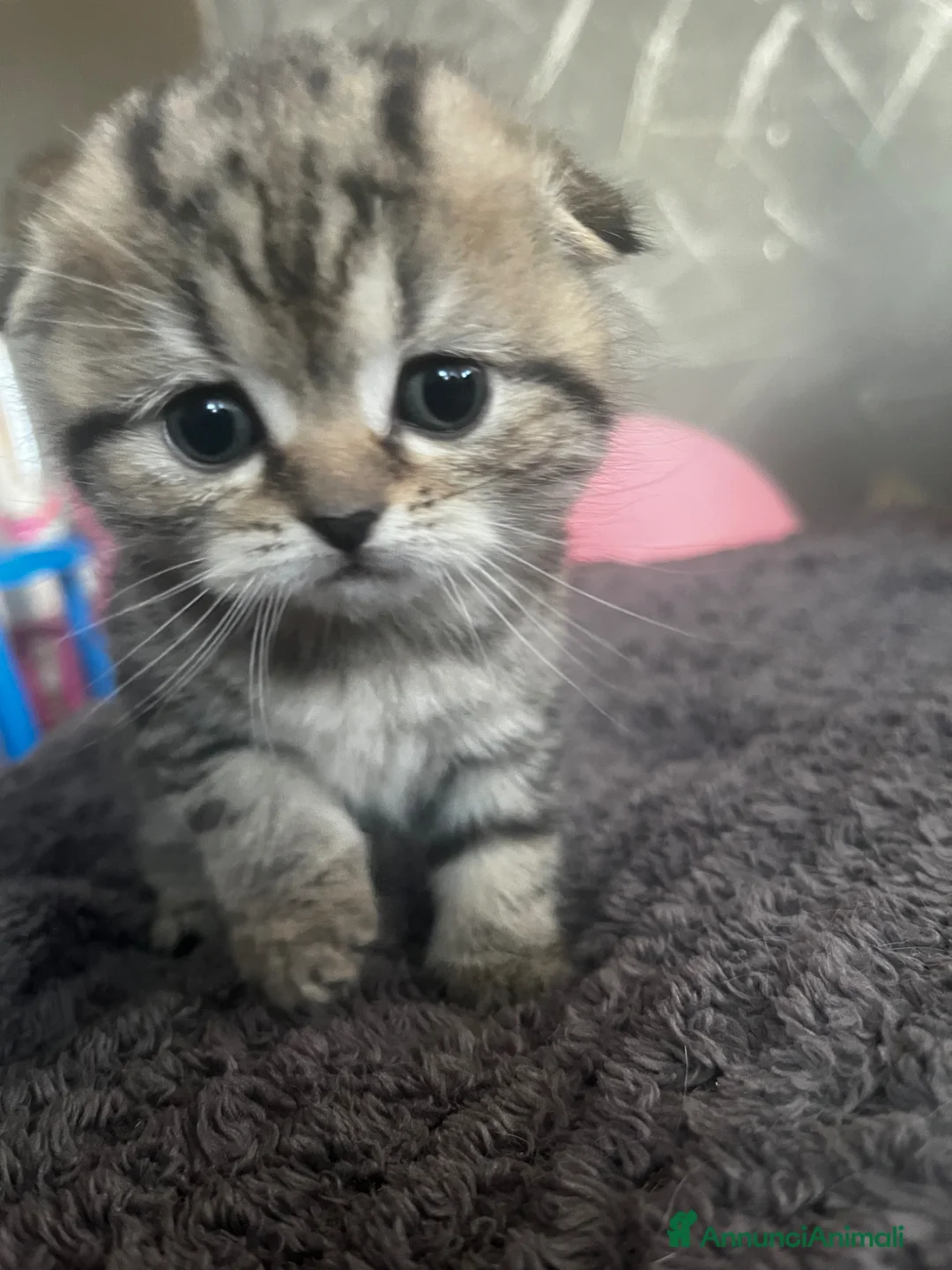 Scottish gatti in vendita: Schottish straight/fold  - Annuncio 1