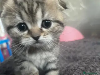 Scottish gatti Schottish straight/fold - Annuncio 8