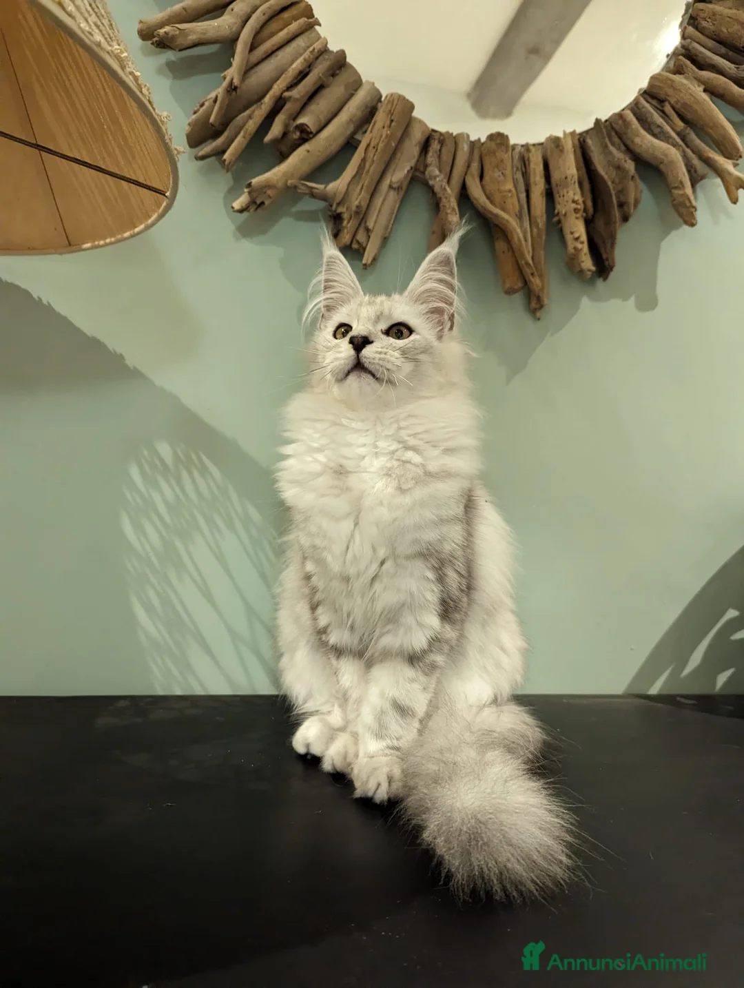 Immagine della galleria {{count}}