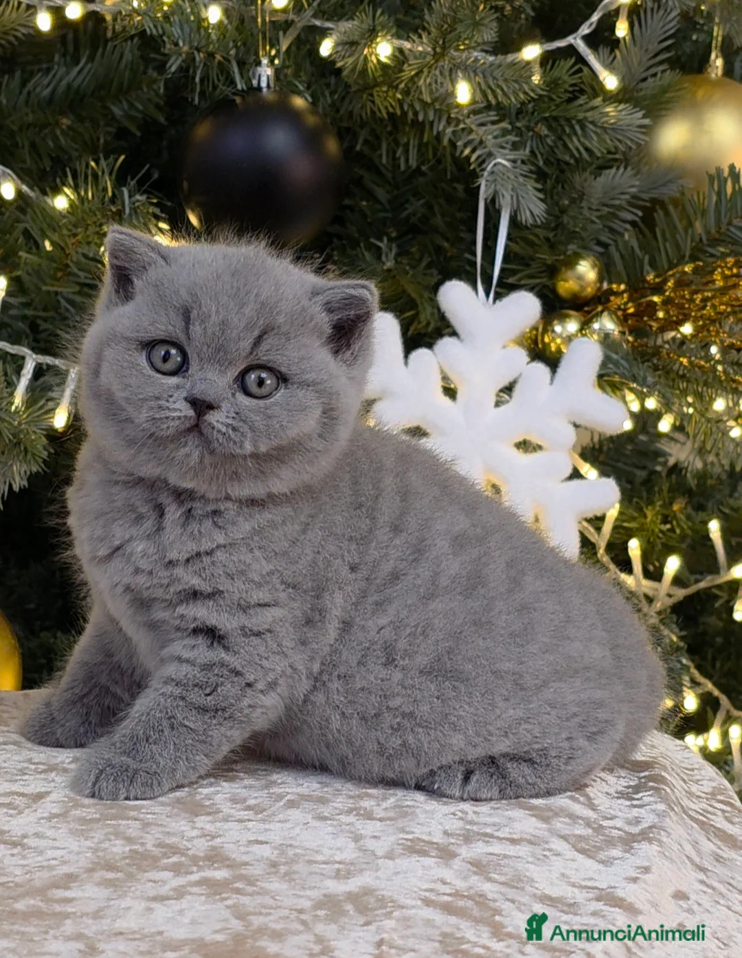 Immagine della galleria {{count}}