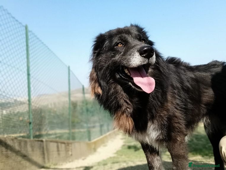 Meticcio cani LUPO dolcissimo pastore! - Annuncio 2