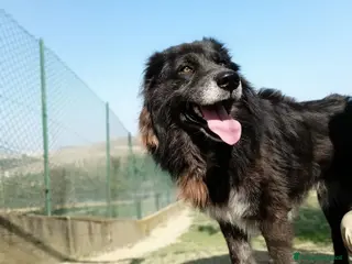 Meticcio cani LUPO dolcissimo pastore! - Annuncio 3