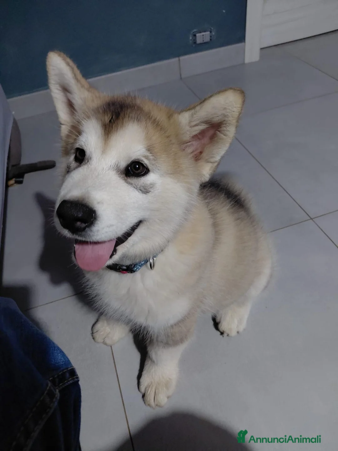 Alaskan Malamute cani in vendita: Bellissimi cuccioli di alaskan malamute  - Annuncio 2