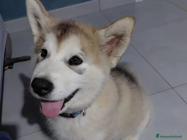 Alaskan Malamute cani in vendita: Bellissimi cuccioli di alaskan malamute - Annuncio 2