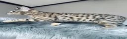 Savannah gatti in vendita: Splendidi cuccioli di gatto Savannah – 4 mesi  - Annuncio 18