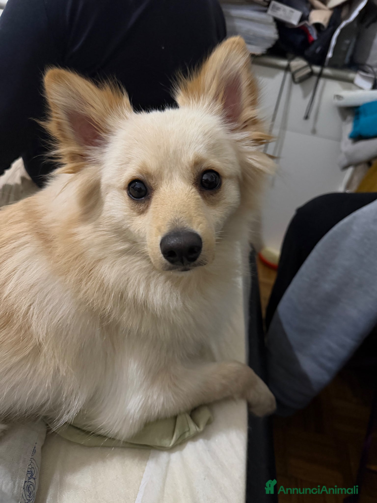 Volpino Italiano cani Cane in vendita  - Annuncio 3