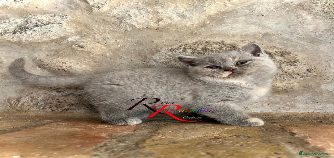 Immagine della galleria {{count}}