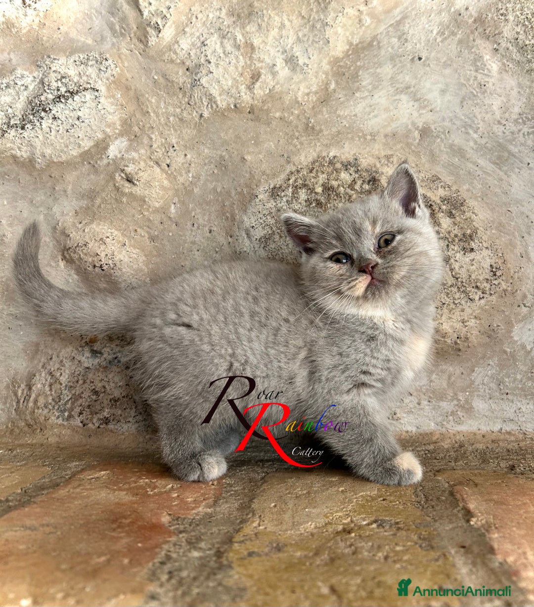 Immagine della galleria {{count}}