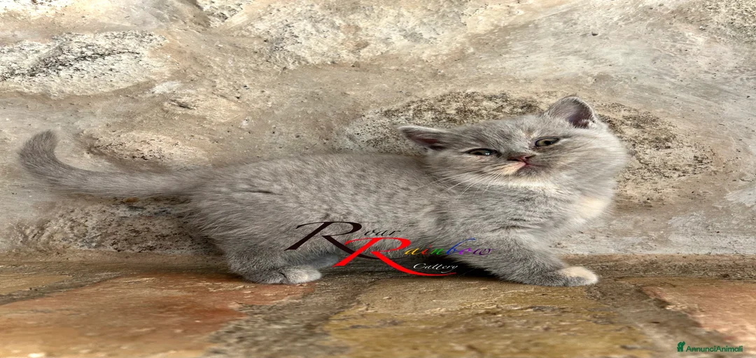 Immagine della galleria {{count}}