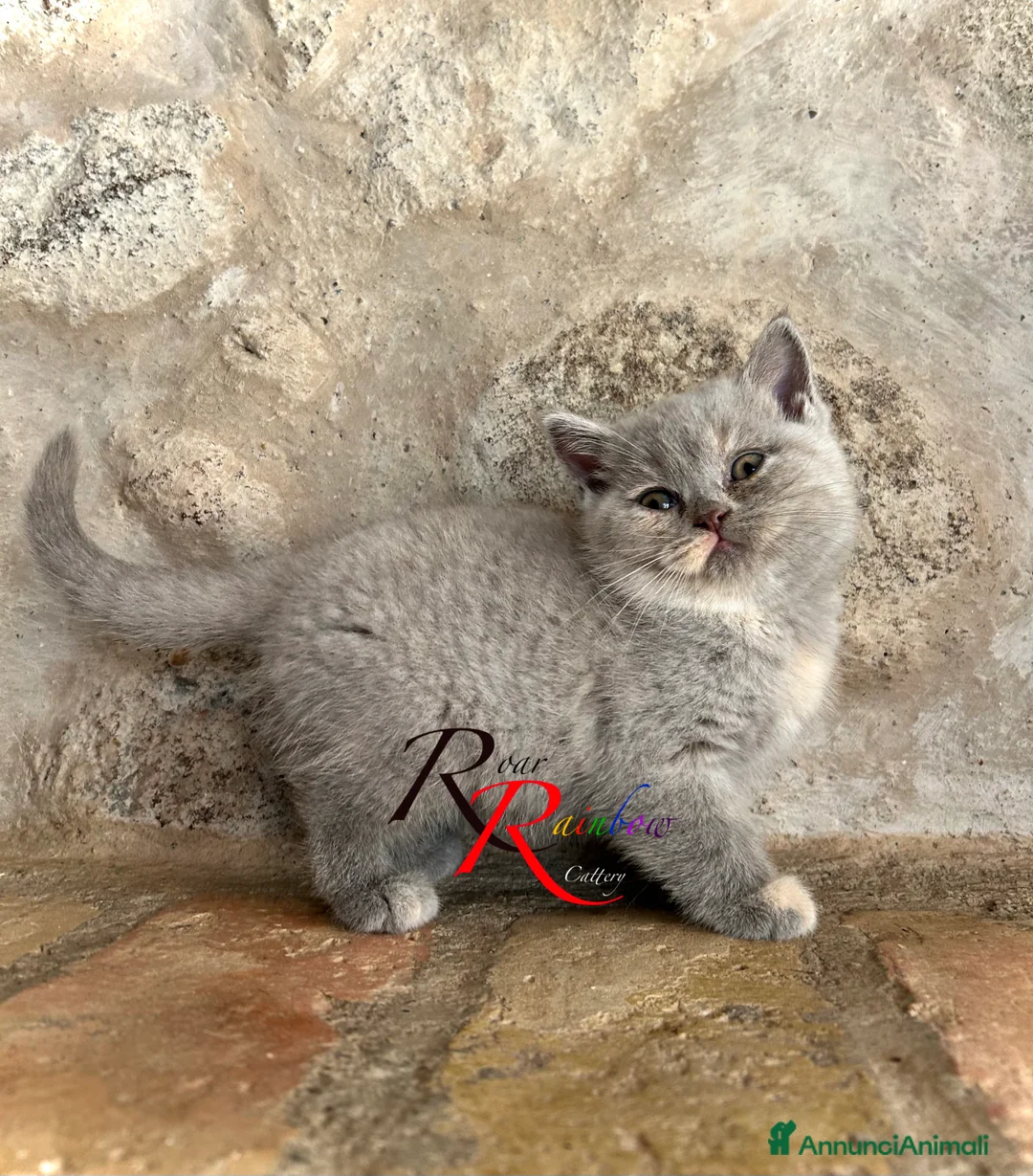 Immagine della galleria {{count}}