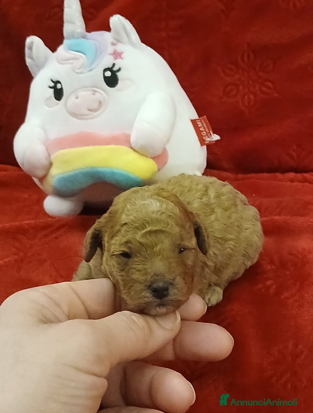 Barboncino Toy cani in vendita: Barboncini toy  - Annuncio 3