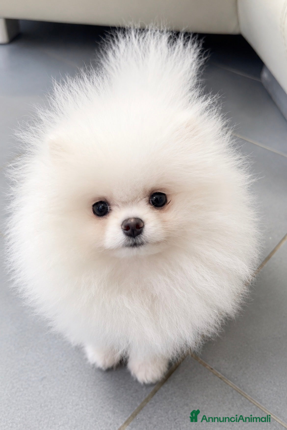 Spitz cani Spitz Pomerania Toy nano - Annuncio 1
