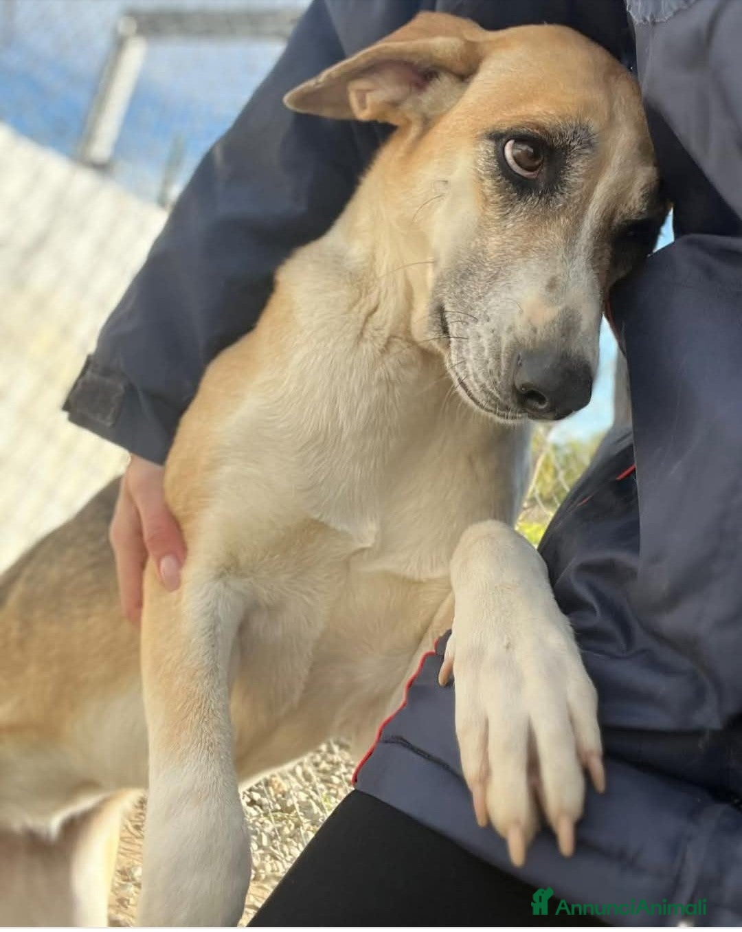 Meticcio cani Grace dolcissima e delicata - Annuncio 9