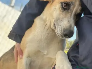 Meticcio cani Grace dolcissima e delicata - Annuncio 9