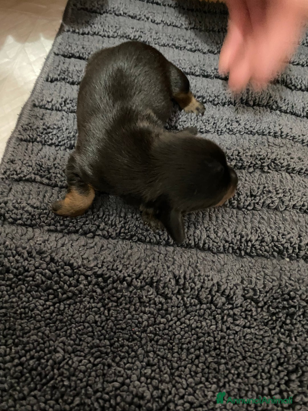 Bassotto cani in vendita: Bassotto - Annuncio 10