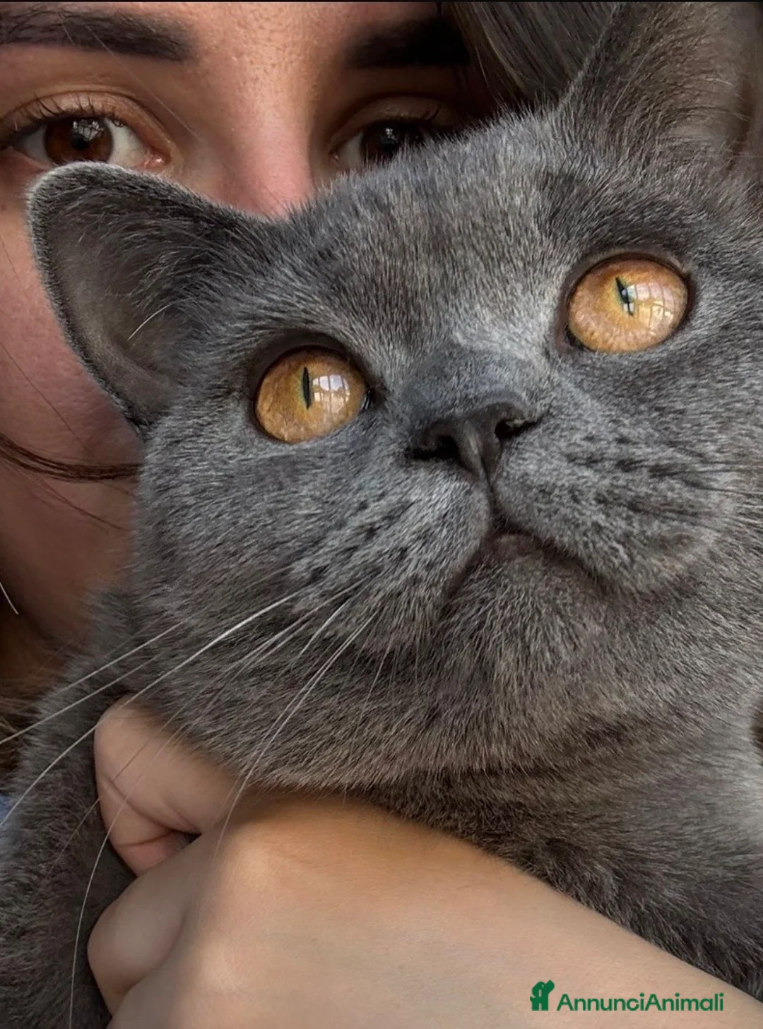 British gatti in vendita: British Shorthair blu - Annuncio 6