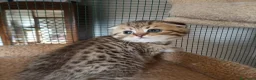 Scottish gatti in vendita: 3 splendidi scottish  - Annuncio 9