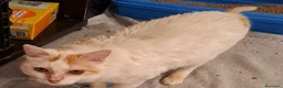 Meticcio gatti in regalo: Gilda dolce micia di circa tre anni - Annuncio 3
