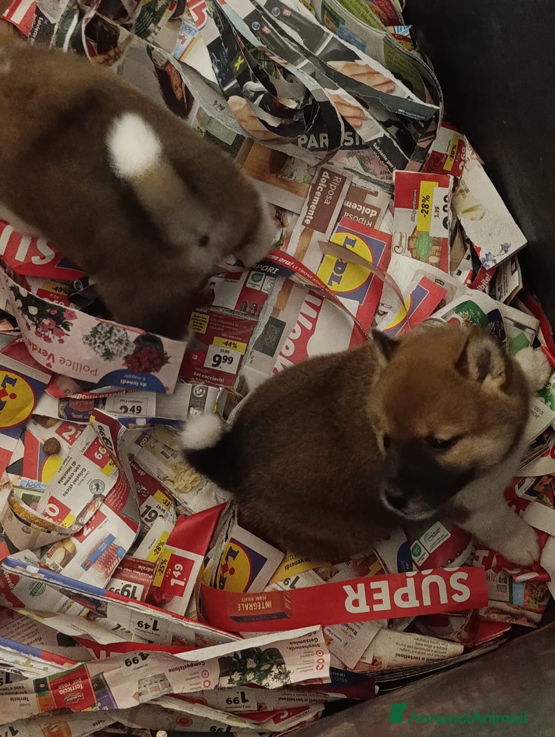 Shiba Inu cani in vendita: Shiba Inu a Province of Pavia - Annuncio 6