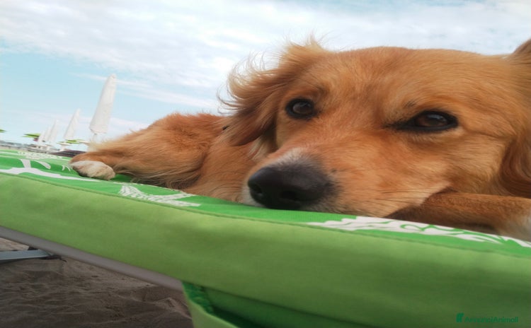 Meticcio cani a Città Metropolitana di Venezia - Annuncio 7
