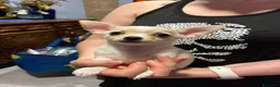 Chihuahua cani in vendita: Cucciolo Chihuahua pelo corto - Annuncio 6