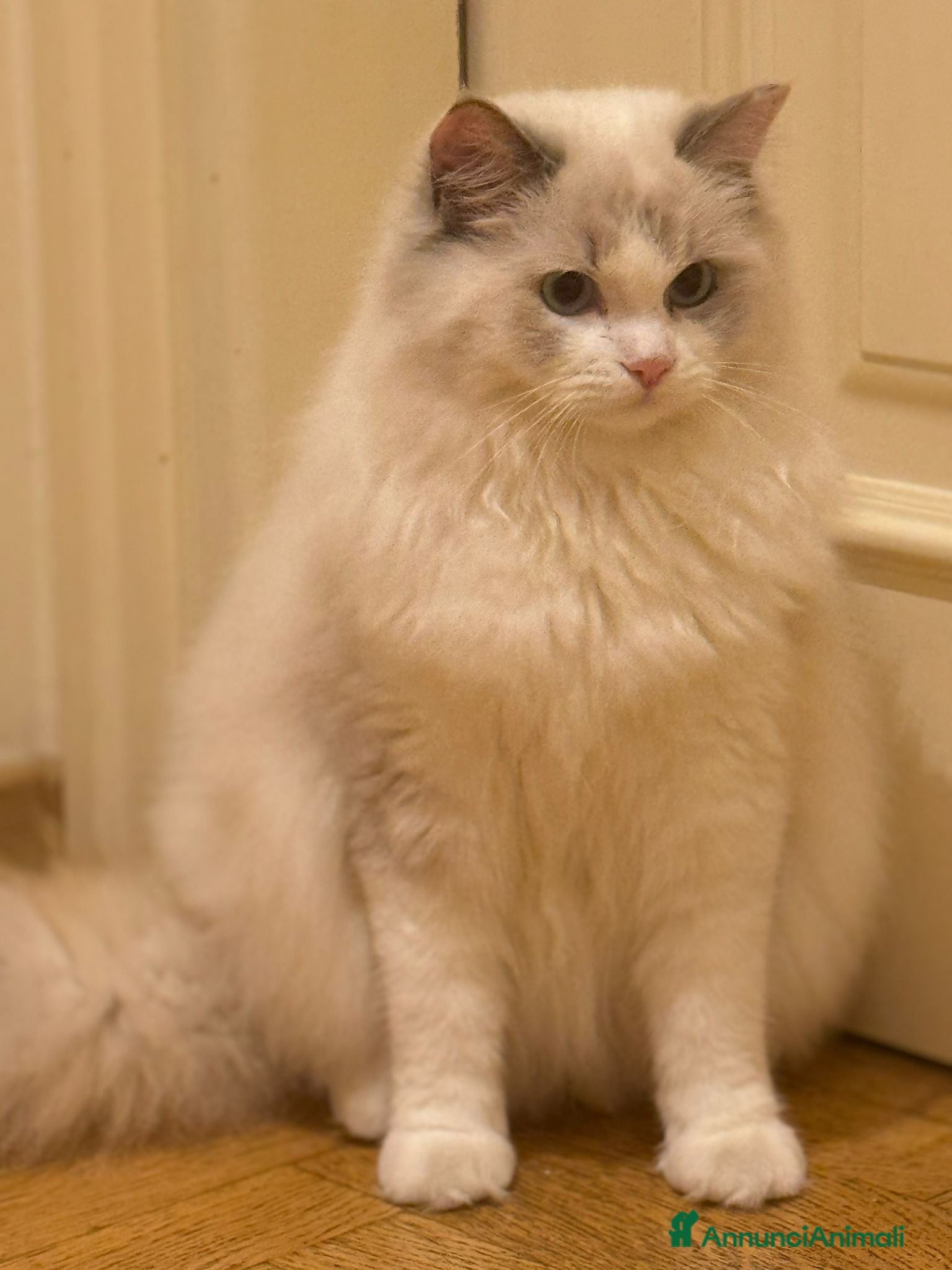 Ragdoll gatti Cuccioli di ragdolls altissima genealogia - Annuncio 1