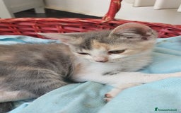Europeo gatti in regalo: Candy  a Provincia di Monza e della Brianza - Immagine 4