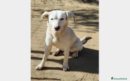 Labrador cani in regalo:  Clara, splendida labradorina in adozione a Latina - Immagine 2