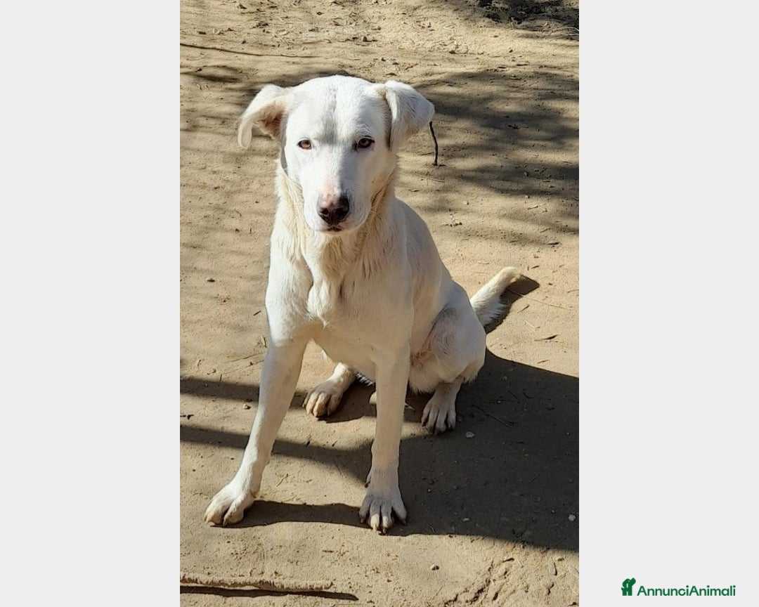Labrador cani in regalo:  Clara, splendida labradorina in adozione a Latina - Immagine 2