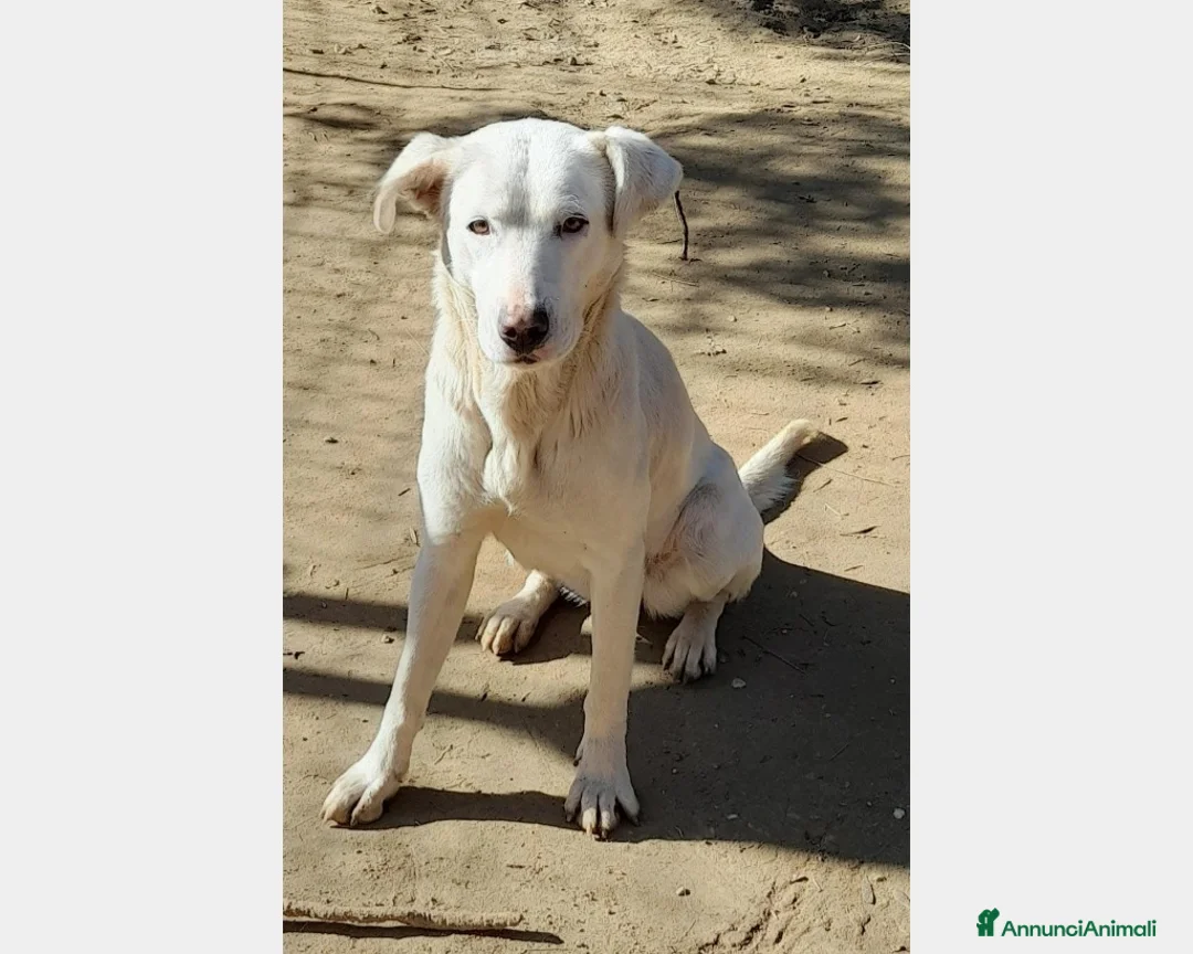 Labrador cani in regalo:  Clara, splendida labradorina in adozione a Latina - Annuncio 2