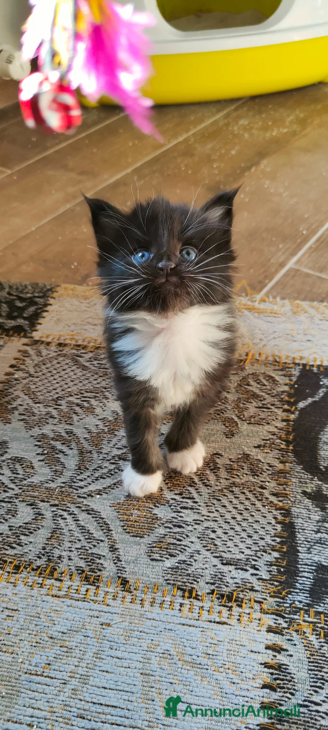 Maine Coon gatti in vendita: Cuccioli Maine Coon  - Annuncio 8