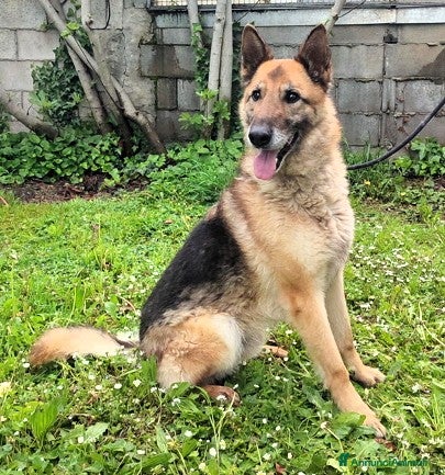 Meticcio cani CICCILLO PASTORE TEDESCO - Annuncio 1